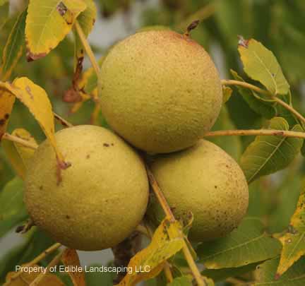 Nuts Black Walnut with husk